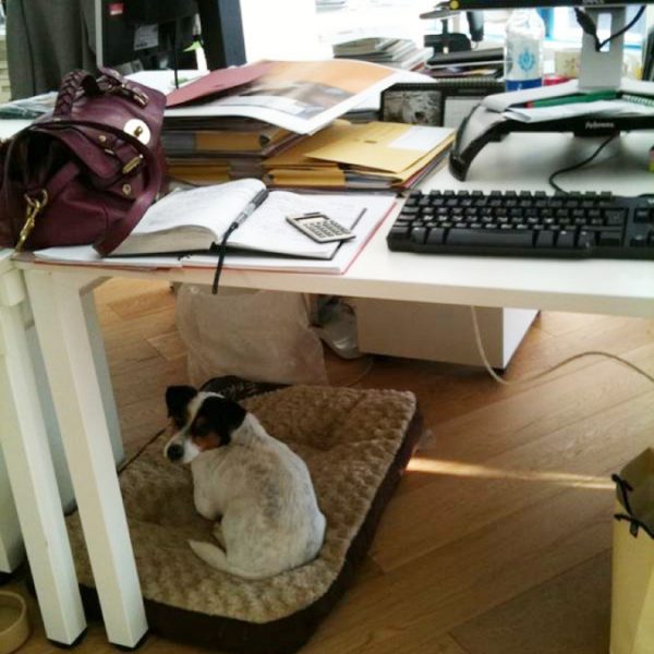 A day in the life of the office dog – we are all learners!